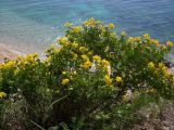 Coronilla подвид glauca