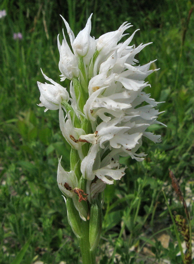 Изображение особи Neotinea tridentata.