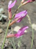 Astragalus haesitabundus. Часть соцветия. Дагестан, Унцукульский р-н, долина Ирганайского вдхр., ок. 800 м н.у.м., каменистый склон. 03.06.2019.