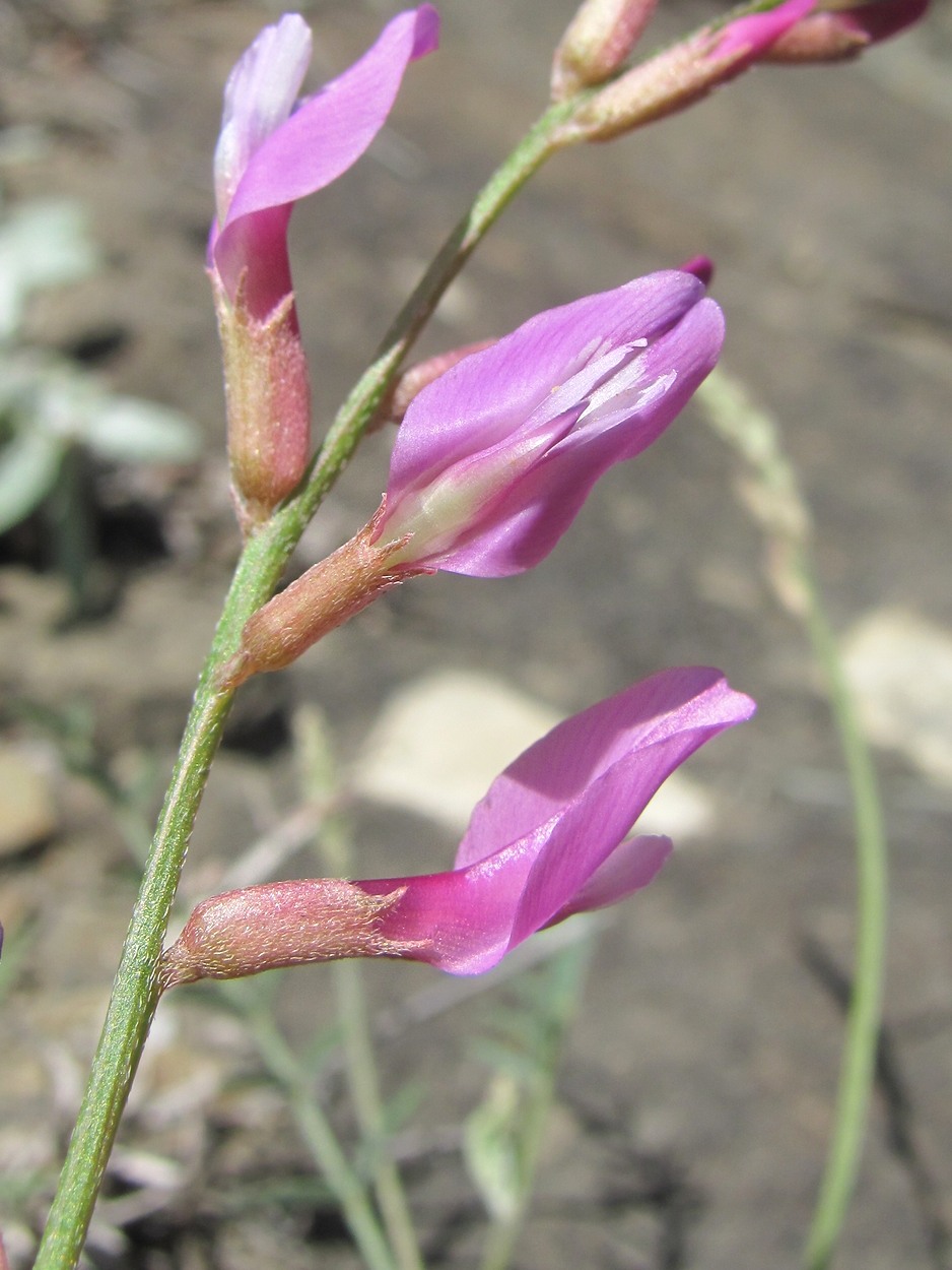 Изображение особи Astragalus haesitabundus.