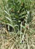 Astragalus macroceras