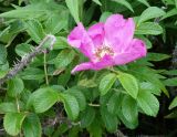 Rosa rugosa