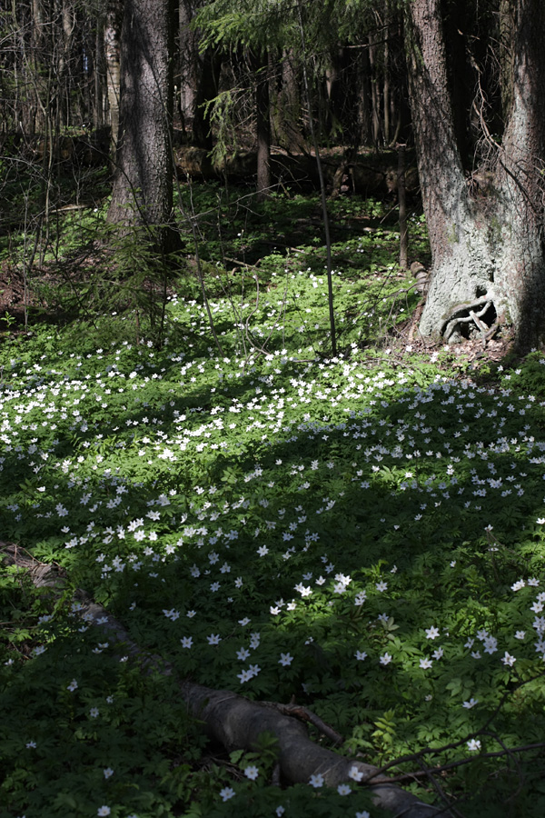 Изображение особи Anemone nemorosa.