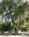 Quercus suber. Взрослое растение. Испания, Андалусия, провинция Кордова, г. Кордова, Real Jardín Botánico de Córdoba. Январь.