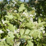 Crataegus rhipidophylla. Ветвь с соцветиями. Керченский п-ов, Ленинский р-н, окр. с. Глазовка, северный склон горы Хрони, заброшенная каменоломня, закустаренная степь. 28.05.2021.