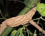 Aristolochia gigantea. Часть ствола с основанием ветки. Израиль, Иудейские горы, г. Иерусалим, ботанический сад университета. 09.11.2021.