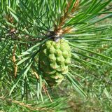 Pinus sylvestris