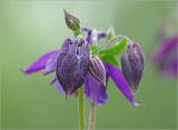 Aquilegia vulgaris