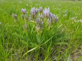 Oxytropis glandulosa