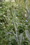 Onopordum acanthium. Верхушка растения с развивающимися соцветиями. Республика Ингушетия, Джейрахский р-н, аул Лялах. 22 июля 2022 г.