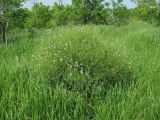 Crambe gibberosa