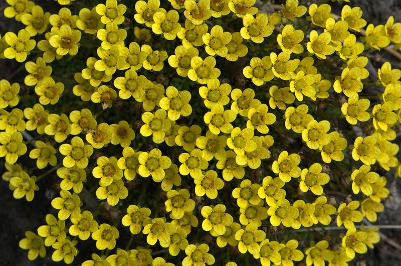 Изображение особи Saxifraga serpyllifolia.