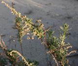 Artemisia monosperma. Общее соплодие. Израиль, г. Ашдод, дюнные пески. 01.03.2011.