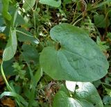 Aristolochia clematitis. Стеблевые листья. Чувашия, окр. г. Шумерля, пойма р. Сура, оз. Змеиное. 5 сентября 2005 г.