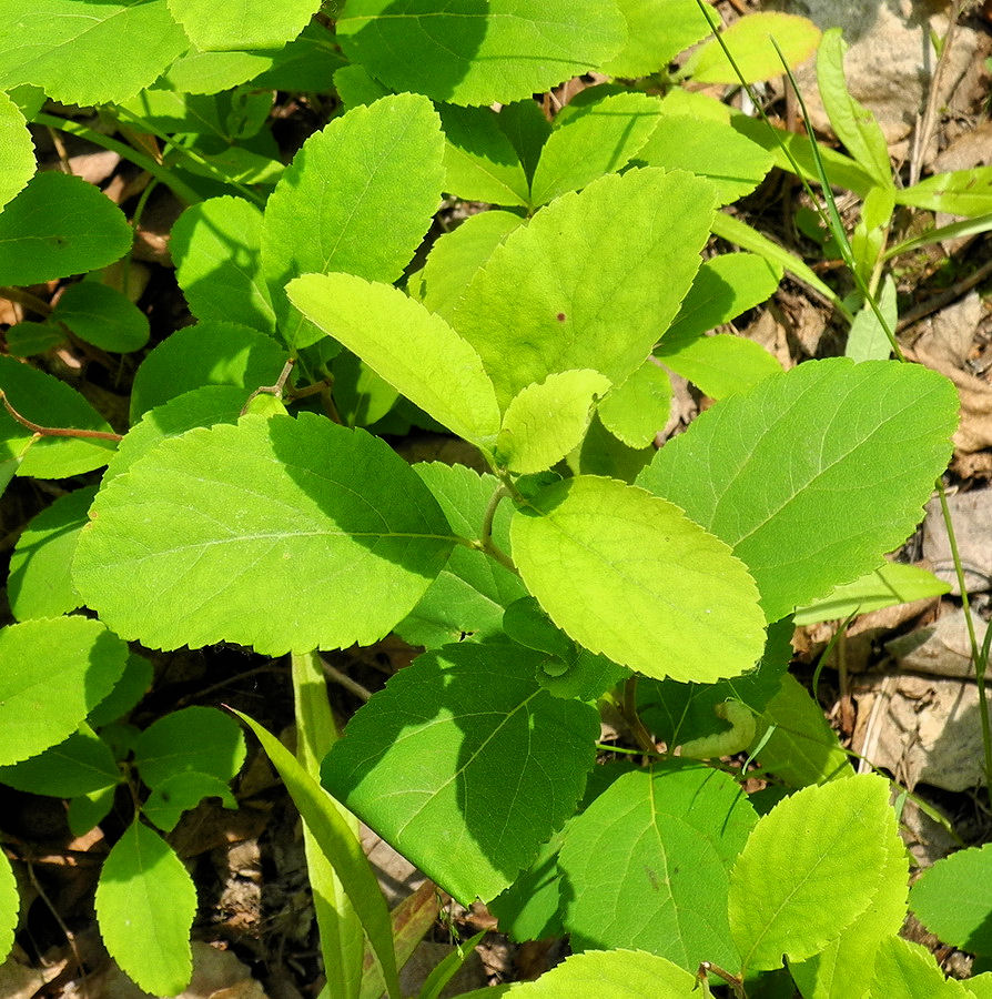 Изображение особи Spiraea betulifolia.