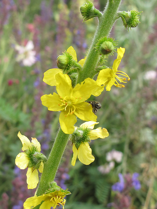 Изображение особи Agrimonia eupatoria.