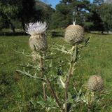 Cirsium pugnax. Верхушка цветущего растения. Карачаево-Черкесия, Зеленчукский р-н, долина р. Аксаут, окр. аула Красный Карачай. 10.08.2011.