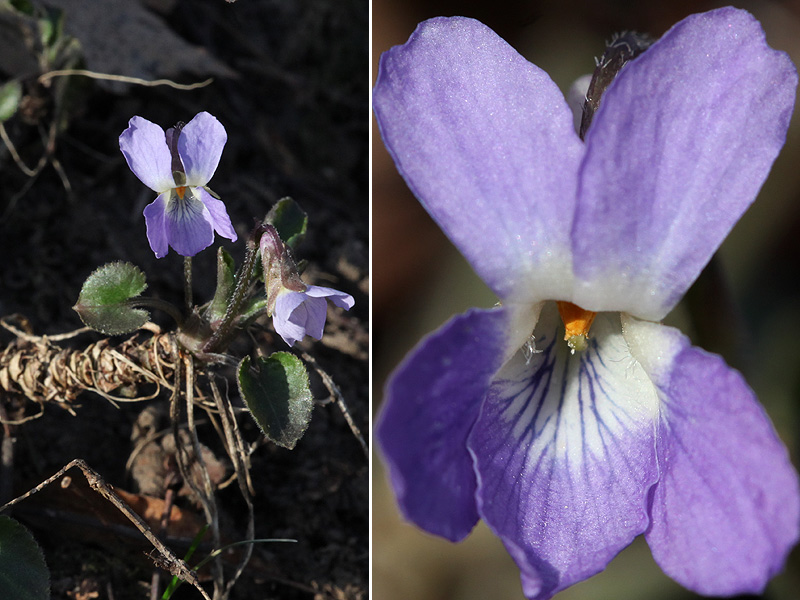 Изображение особи Viola mirabilis.