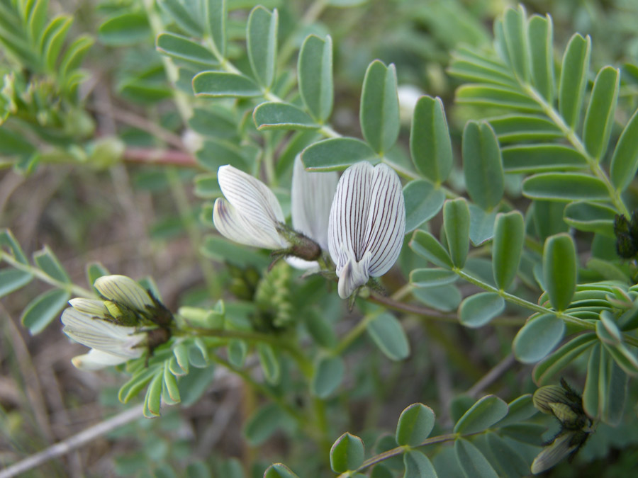 Изображение особи Astragalus guttatus.