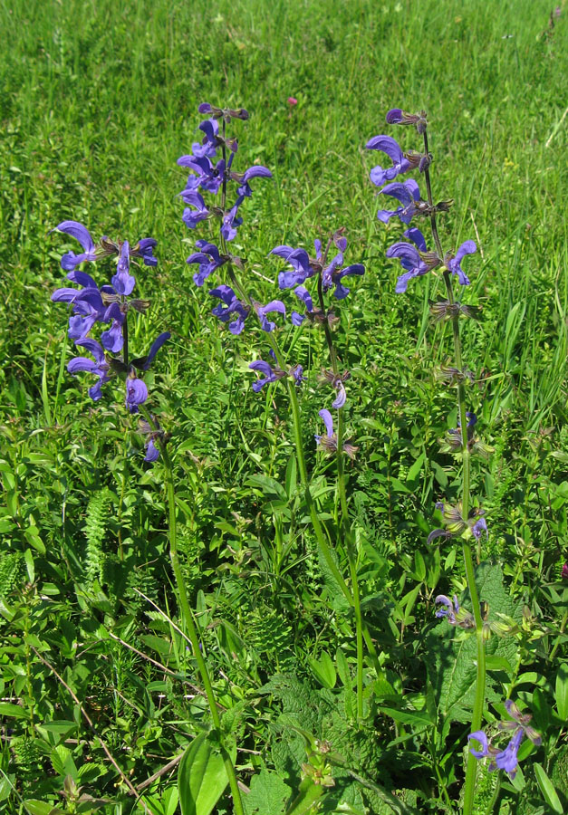 Изображение особи Salvia pratensis.