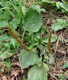 Plantago major