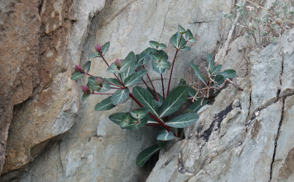 Изображение особи Euphorbia rupestris.