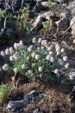 Astragalus schrenkianus. Отцветающее растение. Южный Казахстан, горы Каракус. 16.05.2013.