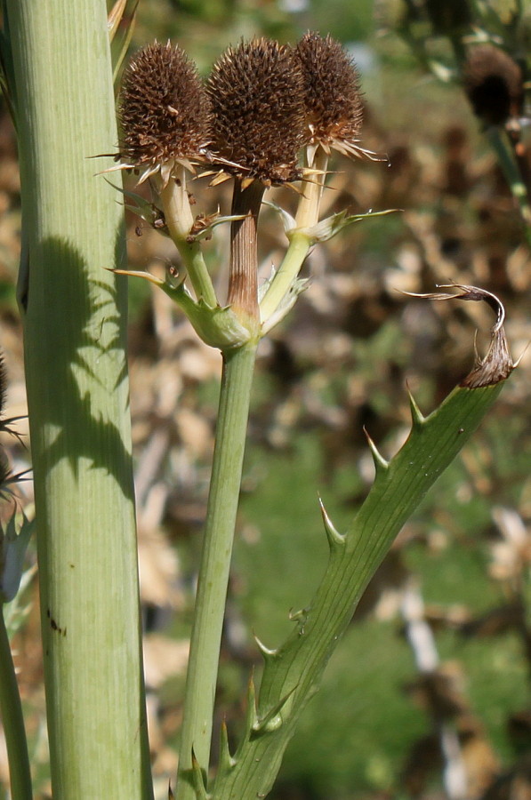 Изображение особи Eryngium pandanifolium.