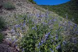 Salvia ringens