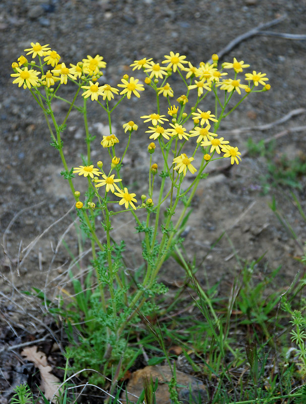 Изображение особи Senecio vernalis.