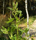 Atriplex prostrata