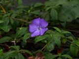 Vinca minor