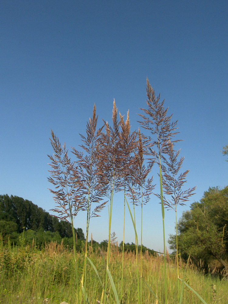 Изображение особи Calamagrostis pseudophragmites.