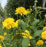 Rudbeckia laciniata разновидность hortensia