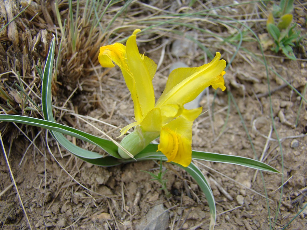 Изображение особи Juno orchioides.