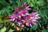 Sedum spurium