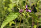 Clinopodium chinense. Часть побега с соцветием. Амурская обл., Бурейский р-н, правый берег р. Бурея, окр. с. Малиновка. 17.07.2016.