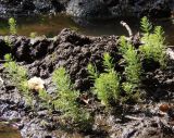 Myriophyllum verticillatum. Молодые растения на прибрежной грязи. Украина, г. Запорожье, о-в Хортица, южная часть острова, озеро Домака. 12.08.2016.