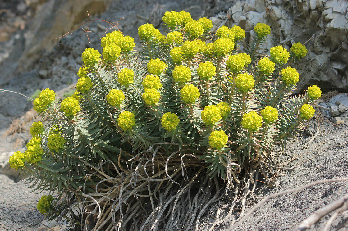 Изображение особи Euphorbia rigida.