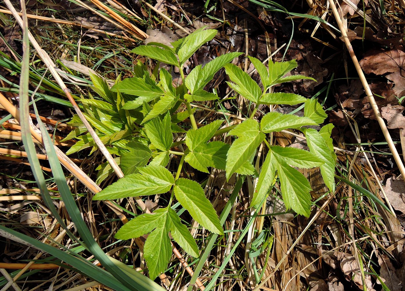 Изображение особи Archangelica officinalis.