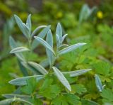 Cerastium tomentosum