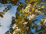 Sorbus eburnea