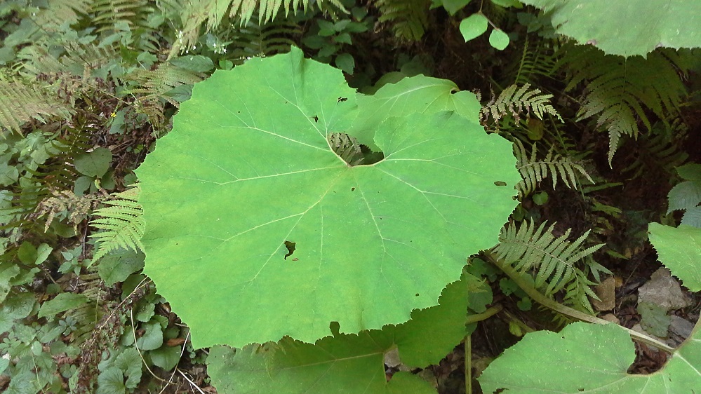 Изображение особи Petasites albus.