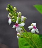 Pseuderanthemum carruthersii. Соцветие. Малайзия, о-в Пенанг, окр. г. Джорджтаун, в культуре. 05.05.2017.