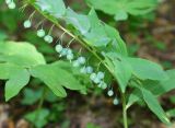 Polygonatum orientale