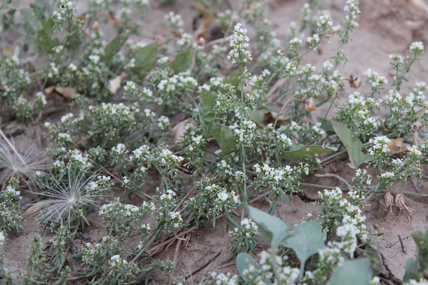 Изображение особи Galium humifusum.