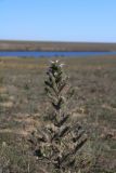 Echium biebersteinii. Верхушка цветущего растения. Крым, Сакский р-н, левый берег оз. Донузлав, участок степи с пастбищным сбоем. 06.10.2018.