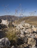 Festuca caucasica. Плодоносящее растение. Адыгея, Кавказский биосферный заповедник, склон горы Оштен, ≈ 2300 м н.у.м., среди камней. 17.10.2015.