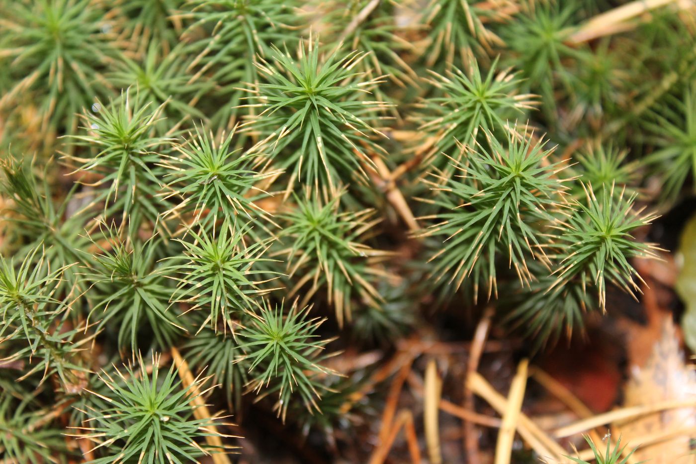 Изображение особи Polytrichum commune.