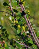 Betula rotundifolia. Часть ветви с соплодиями. Алтай, Катунский хребет, берег оз. Верхнее Мультинское, ≈ 1800 м н.у.м., берег ручья. 01.07.2018.